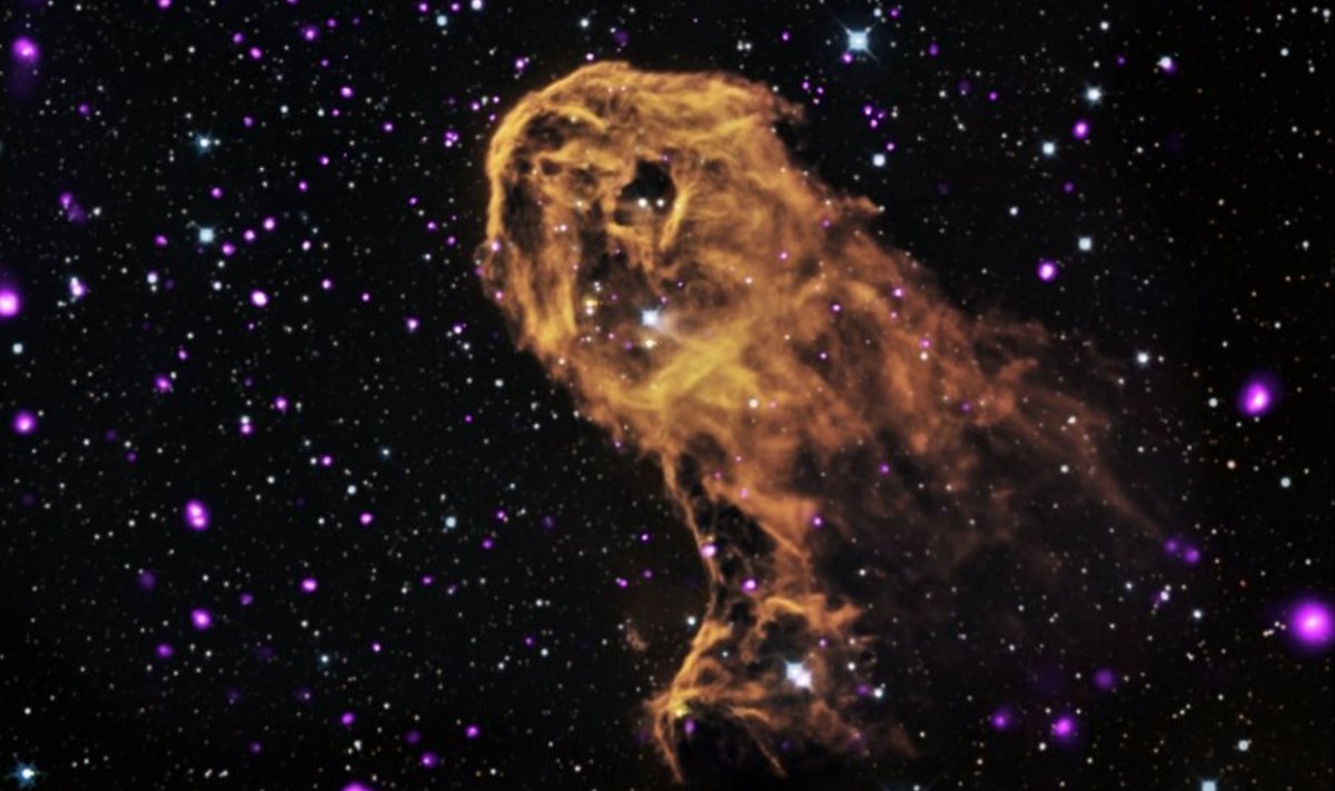 Paljud Elevandi Londi udukogu tähed on verinoored. Nende iga jääb alla saja tuhande aasta. Foto: NASA/CXC/PSU/Getman et al