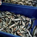 Эксперты: Эстония должна увеличить добавочную стоимость рыбы