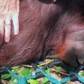 VIDEO: Loomasõbrad päästsid Indoneesia orangutanid näljasurmast
