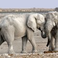 Elevantide sugupuu on arvatust oluliselt keerulisem, avastati täiesti uus elevandiliik
