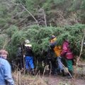 Taastatud traditsioon: Kobela keskust ehib neljandat aastat järjest jõulupuu