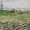 ФОТО: Незаконно проживавшая в подвале лисица решила покинуть жилплощадь добровольно