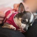 FOTOD: Chihuahua Klubi on nüüd viie aastane