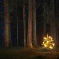Üle-eestiline üritustesari „Jõulud metsas“ kutsub loodusretkedele ja töötubadesse