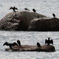 Merikotkad ja hõbekajakad hävitavad kormorane