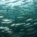 WWF требует приостановить вылов дикого лосося в Балтийском море