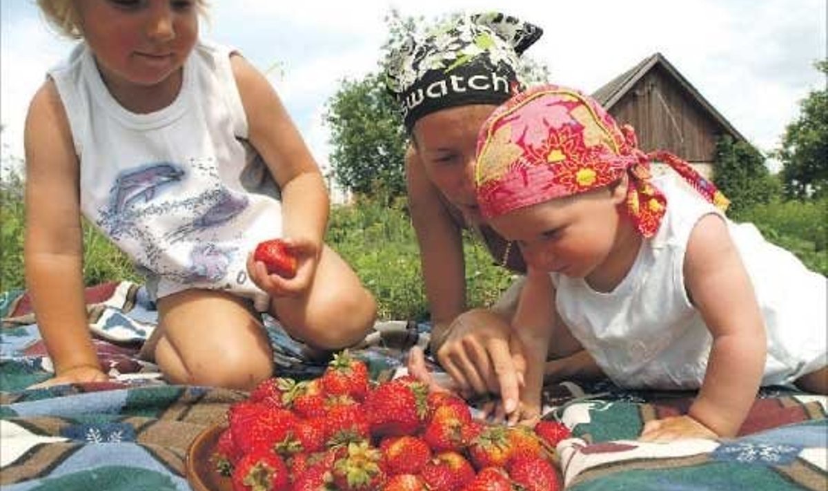 Uue Jaani talu pisipere Jaan Markus ja Anna Maria naudivad ema Katriniga turult ostetud kodumaiseid maasikaid, sest oma aia peenrad on tänavu marjavaesed.