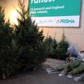 Kuusemüüjad avaldavad, kuidas on jõulupuude müük sel aastal läinud ja mis saab nendest kuuskedest, mida maha ei müüda