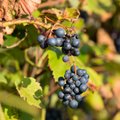 Viinamarju saab edasi aidata kolmeeurose kasvuhoonega