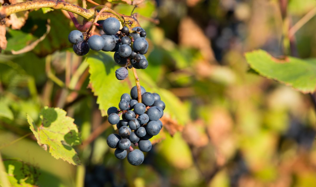 Eesti kliimas ei taha viinamarjad väljas hästi valmida.