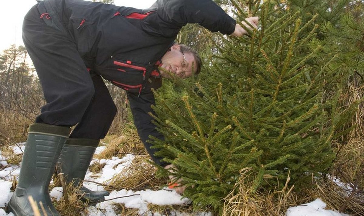 Andrus Kevvai sõnul on kaharamad kuused praeguseks juba omaniku leidnud ning ühtlase ja tugevate okstega jõulupuu otsimine niisama lihtne töö pole.