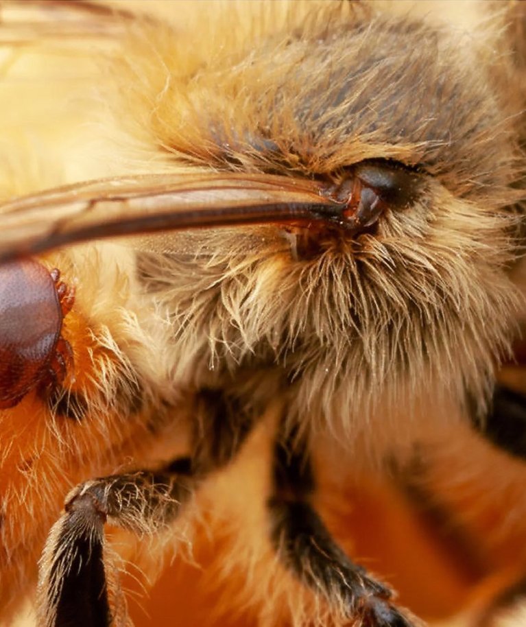 Varroalest ehk varroa destructor mõjub mesilasperedele nagu pandeemia.