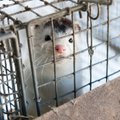 Защитники прав животных: анализ влияний звероферм не беспристрастен