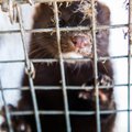 Loomaõiguslusorganisatsioon PETA kutsub Eesti parlamenti üles karusloomafarme keelustama