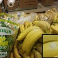 FOTO: Kas selle Pärnu poes müügil olnud banaani küljes on mürgise ämbliku kookon?