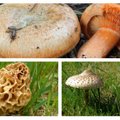 SEENETARKUS | Mida peaksime teadma Eesti kolme parima seene ehk sirmiku, mürkli ja porgandriisika kohta?