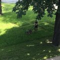 ФОТО: На газоне перед резиденцией президента Латвии выстригли фигуру, похожую на свастику