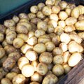 В Беларуси дефицит картошки — будут покупать в Новгороде