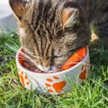 Kassiomaniku meelespea | levinud toiduained, mida kassile anda ei tohi