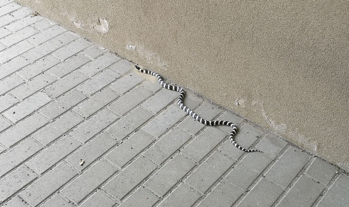 Змея на Ратушной площади в Тарту