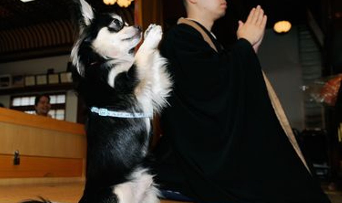 Jaapani budistlik palvetav koer Conan