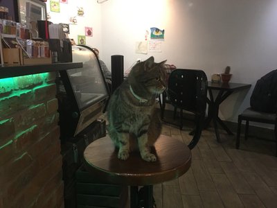 Кот в кофейне «Поруч».