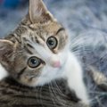 ПОМОЖЕМ ВМЕСТЕ! Брошенные кошки нуждаются в вашей заботе