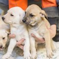 ФОТО и ВИДЕО: Исключительный случай — 41 щенок ожидает хозяина в приюте для животных