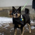 "Meie loomadele tehakse ülekohut!" Ukraina varjupaikadest Eestisse toodud koerad peavad püsima pikaaegses karantiinis, omanikuga loomade elu on lihtsam