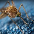 Жительница Норвегии наловила ведро комаров