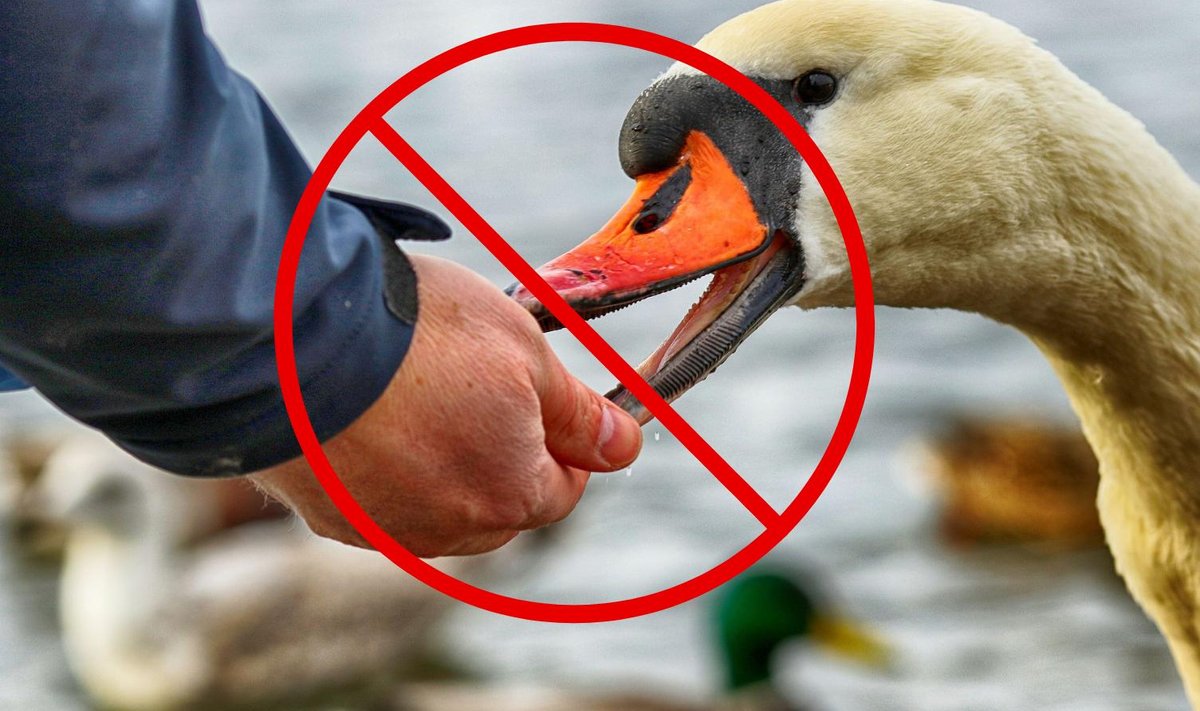 Не кормите птиц!