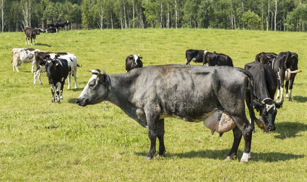 Koeproov annab infot lehma tervisest ja geneetikast.