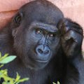 Liigutav hüvastijätt: viipekeelt kõnelev gorilla Koko on meie seast lahkunud
