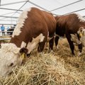 UURING | Lehmadele kanepi söötmine aitab neil stressirohketes tingimustes lõõgastuda