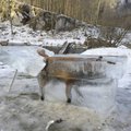 PILTUUDIS: Saksamaal saeti Doonau jõest välja jääkuubik külmunud rebasega