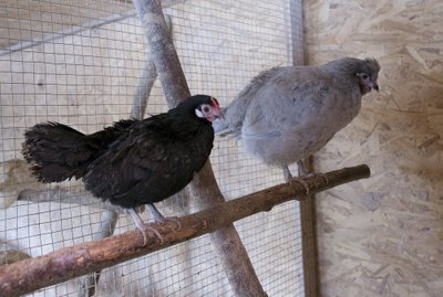 Esiplaanil karja kõige vanem kana – 2013. aastal koorunud rosecomb. 