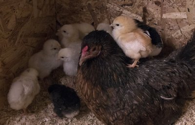 Uued värviliste munade munejad sirgumas. Tibud kooruvad inkubaatoris, kuid kasvavad üles kanade tiiva all. 