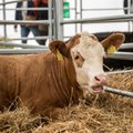 Uus-Meremaa plaan lehmade röhitsemine maksustada on ajanud talunikud marru