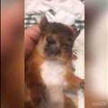 VIDEO | Ajuturse tõttu krambihoo saanud oravapoeg jäi ellu tänu abivalmis noormehele