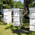 Mesilaste vähenemist pidurdatakse korjealade loomisega