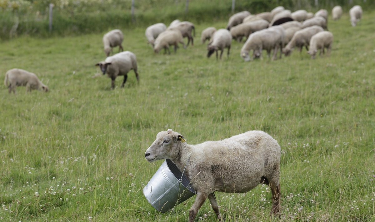 See lammas võttis jahutava vee toomise oma  hooleks. 