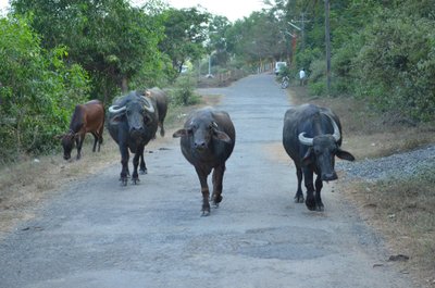 Meie jaoks ennekuulmatu, aga Indias tavaline – lehmad ja pullid, kes mööda sõiduteed vastu jalutavad. 