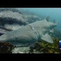 VIDEO: Vaprad sukeldujad haavatud haid päästmas