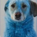 Pankrotistunud keemiavabrik jättis endast maha sinise karvaga koerad
