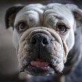 Koera eluiga sõltub koonust: teadlased leidsid mõnede koeraomanike jaoks kurvastava seaduspära