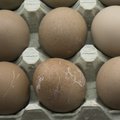 OÜ Sanlind kõigi kolme farmi munad võivad olla saastunud salmonella bakteriga