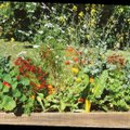 Umbrohi - lahendus laisale aedviljakasvatajale