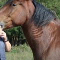 ВИДЕО | Свежий воздух, отсутствие интернета и терапия лошадьми. Как хутор в Арумяэ стал местом притяжения для местных подростков