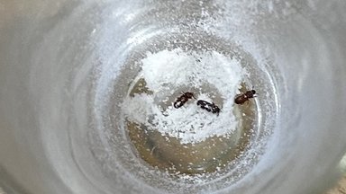 Неприятный бонус. Что делать, если в купленных продуктах обнаружилась живность?