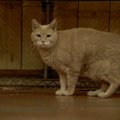 На Аляске умер кот, 20 лет занимавший должность мэра города